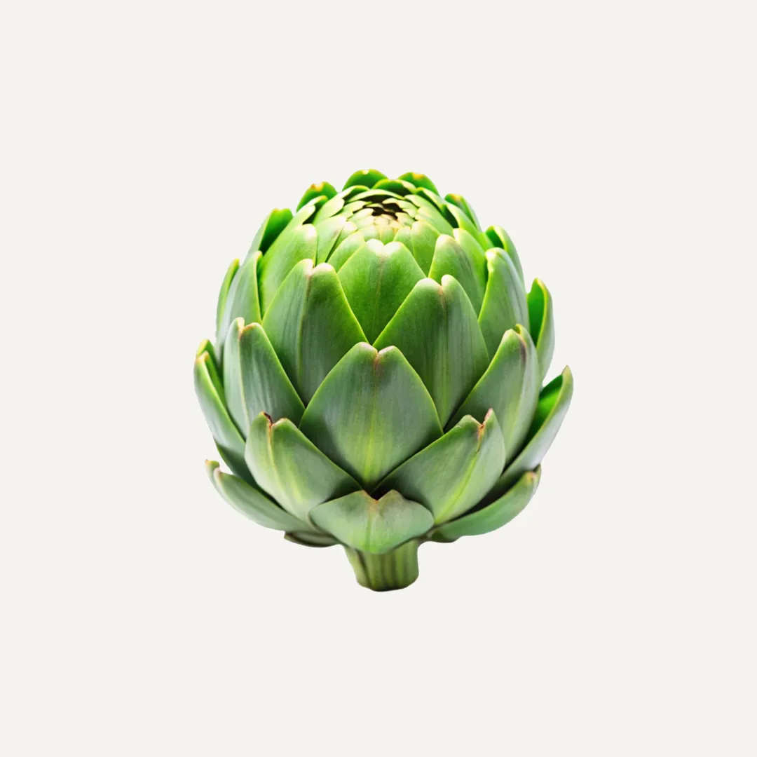 کنگر فرنگی